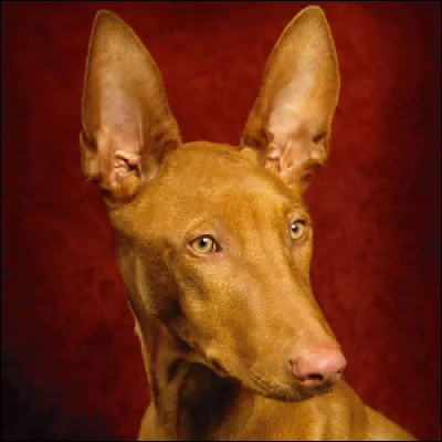 Découvert dans une magnifique tombe dans la nécropole de Gizeh d'un chien faisait probablement partie de la garde royale sous la IVe dynastie. Qui est-il ?