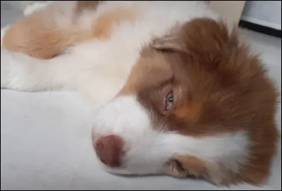 Quelle est ta race de chien préférée ?