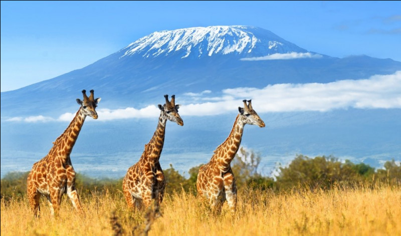 L'altitude du Kilimandjaro est de 5 605 mètres.