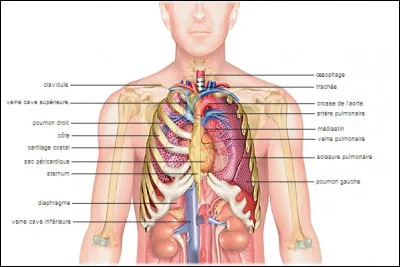 L'ordre du cycle digestif est le suivant : 
L’œsophage, l'estomac, le gros intestin et l'intestin grêle.