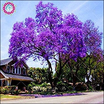 Botanique : Quel arbre originaire d'Asie aux fleurs violettes est surnommé arbre impérial ?