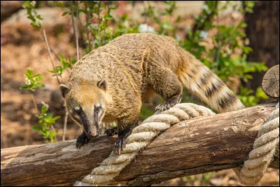 Animaux : Où vit le coati roux ?