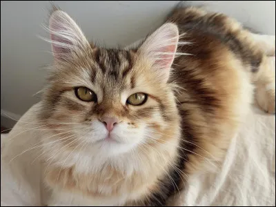 Tu viens de tuer ta première souris, que fais-tu ?