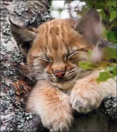 Tu as 1 chaton, comment l'appelles-tu ?