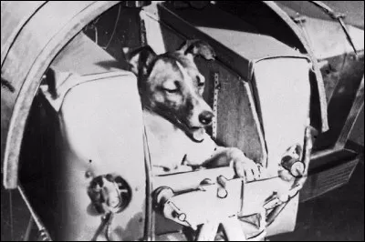Quel était le nom du premier animal (une chienne) à avoir été mis en orbite par l'Union soviétique en 1957 ?
