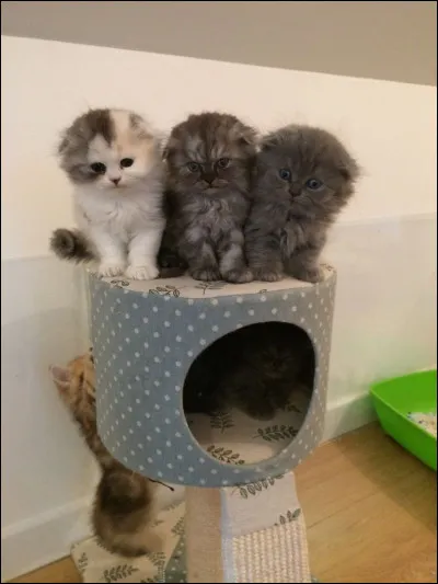 Qui étaient ses chatons ?