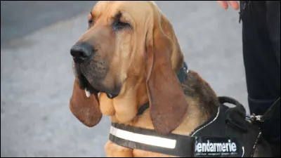 Pourquoi veux-tu un animal ou que fait ton animal ?