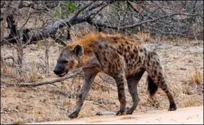 La hyène est connue pour son cri ressemblant à un rire désagréable qui signifie qu'elle a trouvé de la nourriture.