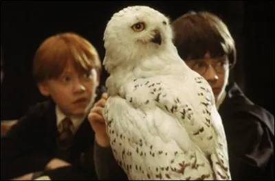 Quel serait ton animal de compagnie ?