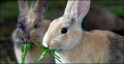Quel légume est toxique pour le lapin ?