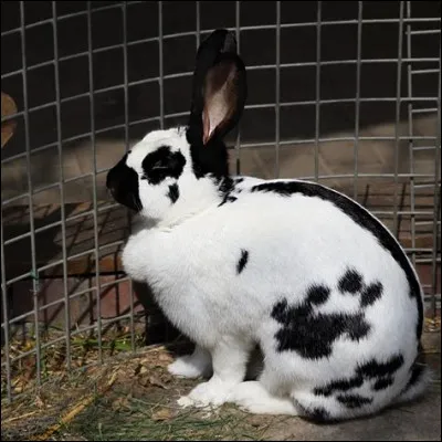 Les lapins sont des..