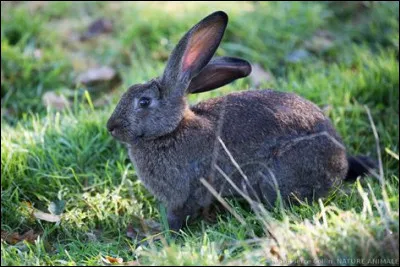 Qu'est-ce qui est dangereux pour un lapin ?