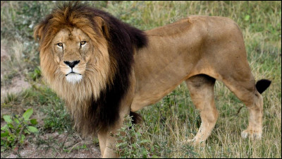 Quel est le symbole du Lion ?