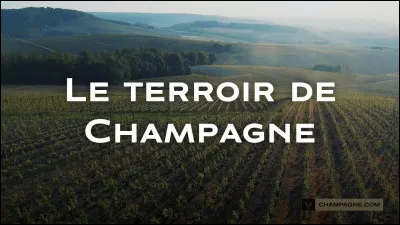Quel(s) type(s) de sol trouve-t-on en Champagne ?