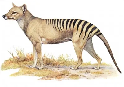 À quelle famille appartient le loup de Tasmanie ?