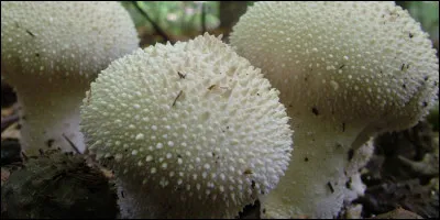 Comment appelle-t-on ces champignons ?