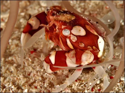 Trouvez parmi ces propositions le nom scientifique de ce crustacé.