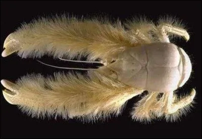 En moyenne, on trouve ce crabe à...