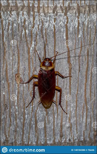 Il y a une fourmi dans ta chambre.