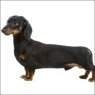 Amusons-nous encore ! Je cherche la monnaie de l'Israël, on me chuchote à l'oreille qu'elle rime avec le nom de cette race de chien.