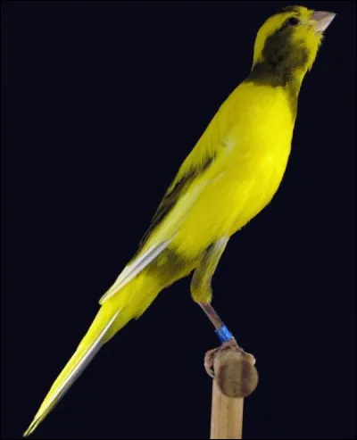 Je suis la plus jeune race des canaris, reconnue en 1996. Quel est mon nom ?