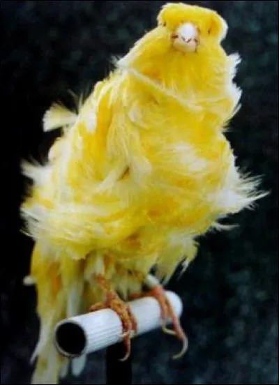 De quelle variété est ce canari ?