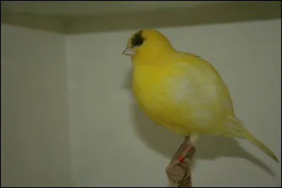 Cet oiseau est-il simplement gros ou bien est-ce la variété en elle-même qui possède ce physique atypique ? Si oui, retrouvez-la parmi les propositions.