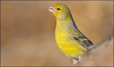 Lequel de ces oiseaux, parmi les noms proposés, n'est pas un canari de chant mais bien un canari de posture ?