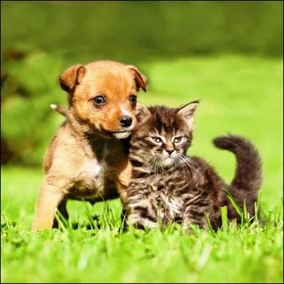 Quel petit d�animal d&eacute;veloppe une imposante crini&egrave;re vers l�&acirc;ge de trois ans ?