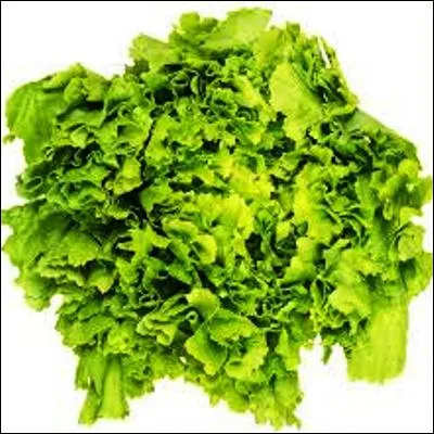 Quelle salade, sous-genre de chicor&eacute;e, poss&egrave;de une vari&eacute;t&eacute; appel&eacute;e g&eacute;ante mara&icirc;ch&egrave;re ?
