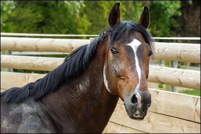 Quelle est sa robe (couleur) ?