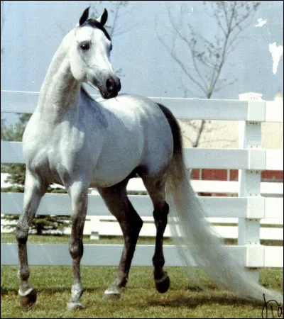 Quelle est sa robe (couleur) ?