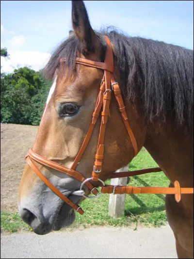Quel élément n'est pas utilisé en équitation ?