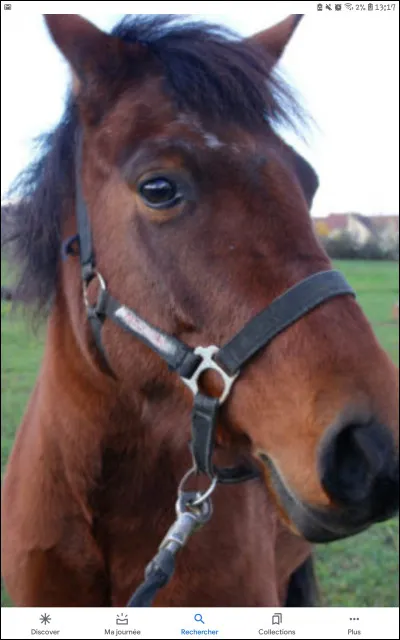 Quelle est la robe de ce poney ?