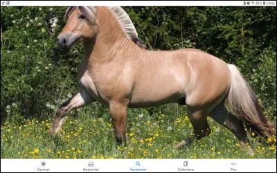 Quelle est la race de ce cheval ?