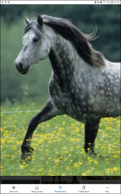 Quelle est la robe de ce cheval ?