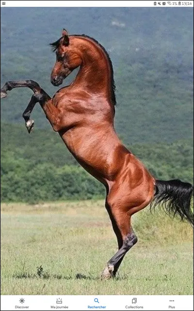 Que fait ce cheval ?