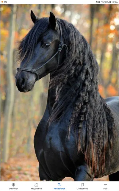 Quelle est la race de ce cheval ?