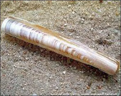 Coquillage : quel est celui-ci ?