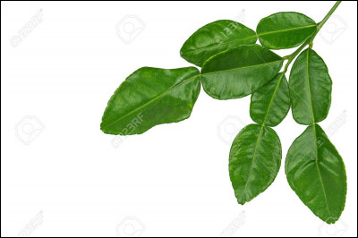 Qui devient le nouveau chef du Clan ?