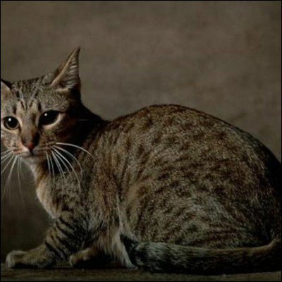 Le chat et sa compagne quittent le Clan du Ciel. En rêve, Étoile de Feuille reçoit cette prophétie : Mon clan traverse sa mauvaise saison. Le Clan du Ciel aura besoin de racines plus profondes sil veut survivre.
Quest-ce que cela veut dire ?