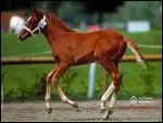Comment s'appelle le bb femelle du cheval ?