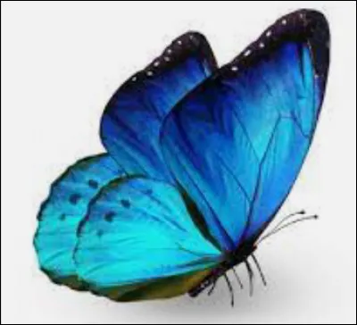 Quel trait de caract&egrave;re te correspond le plus (2 : qualit&eacute;) ?