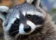 Test Quel animal es-tu ?