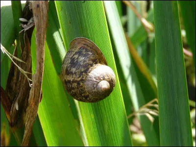 Et l'Homme de Sloan Wilson, comment est-il ?