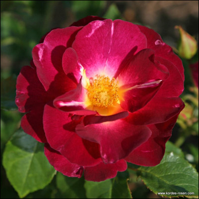 D’où vient ce félin et que doit-il accomplir ?