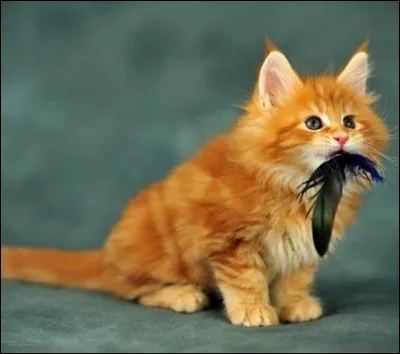 Les chats se forcent-ils à chasser ou aiment-ils ça ?