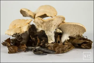 Quelle est cette sorte de champignon ?
