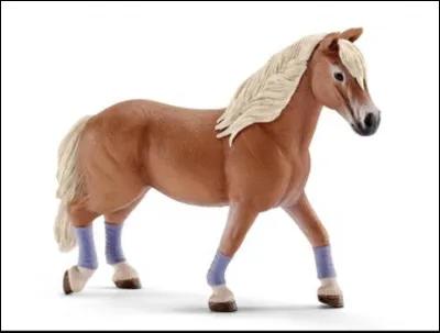 La race de ce poney est :