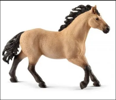 La race de ce cheval est :